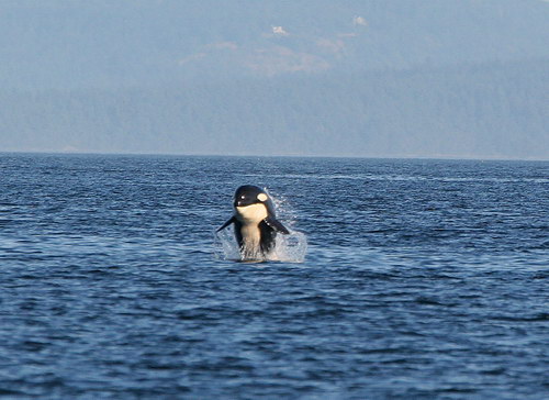 �������� ��� :: ������� (Orcinus orca) ���� 3