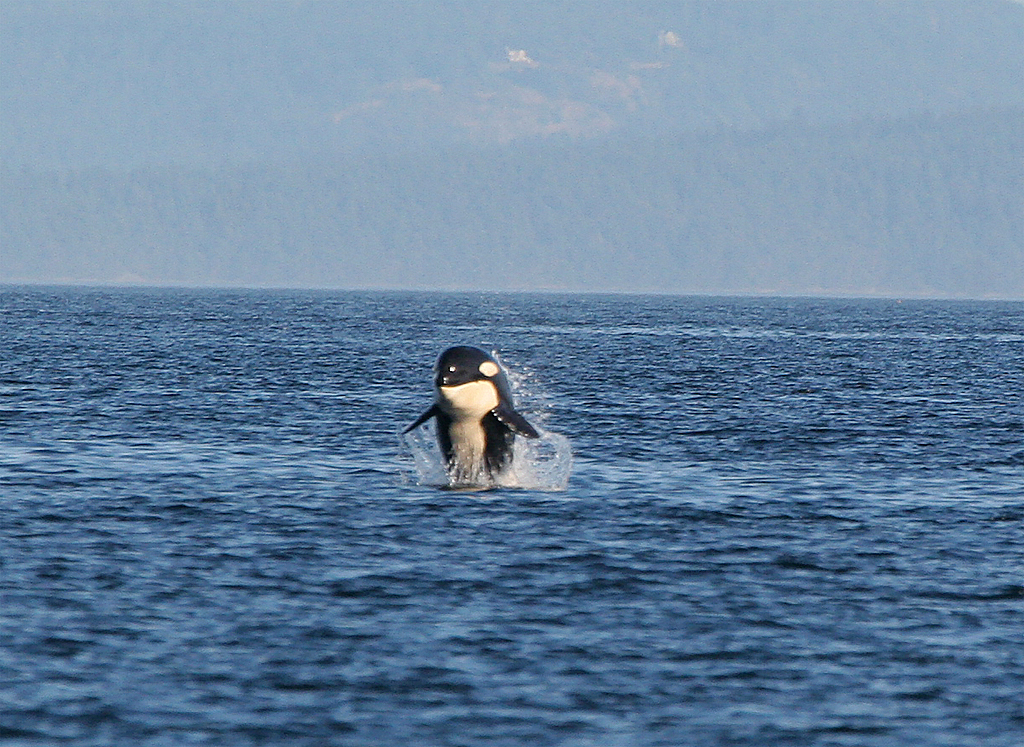 �������� ��� :: ������� (Orcinus orca) :: ���������� 2