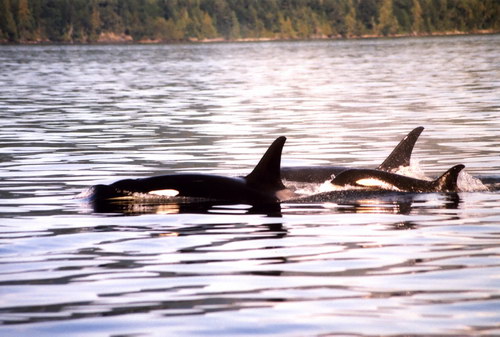 �������� ��� :: ������� (Orcinus orca) ���� 4
