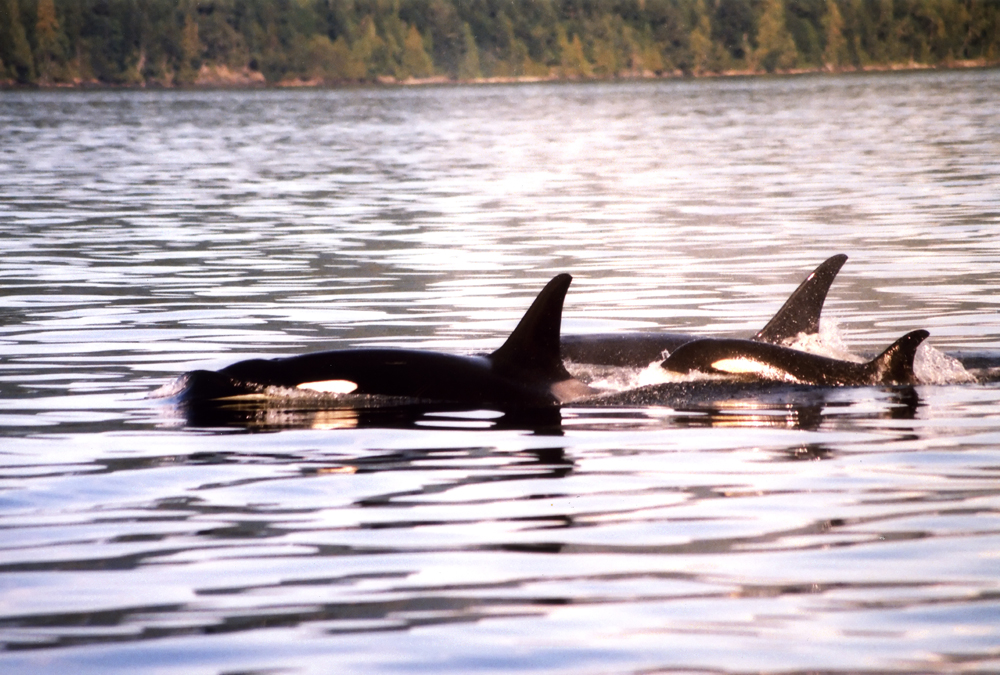 �������� ��� :: ������� (Orcinus orca) :: ���������� 2