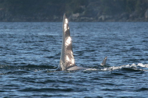 �������� ��� :: ������� (Orcinus orca) ���� 5