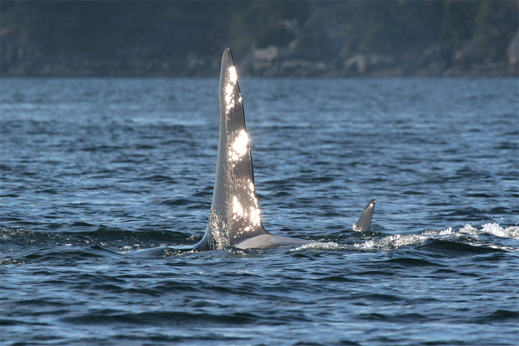 �������� ��� :: ������� (Orcinus orca) :: ���������� 2