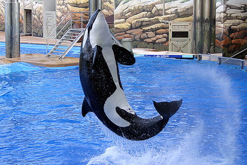 �������� ��� :: ������� (Orcinus orca) ���� 6
