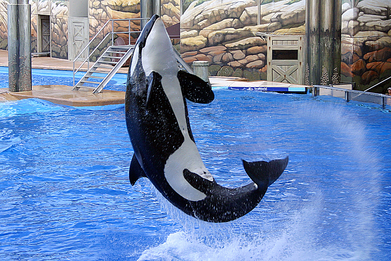 �������� ��� :: ������� (Orcinus orca) :: ���������� 2