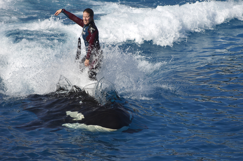 �������� ��� :: ������� (Orcinus orca) :: ���������� 2