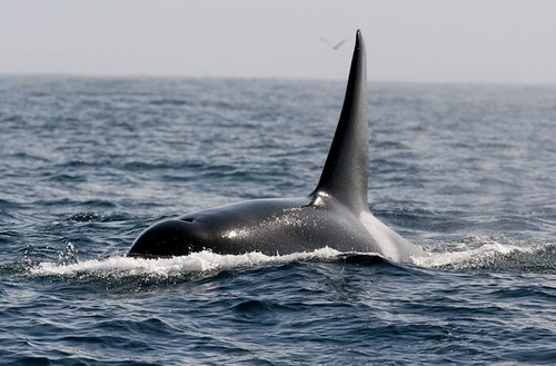 �������� ��� :: ������� (Orcinus orca) ���� 8