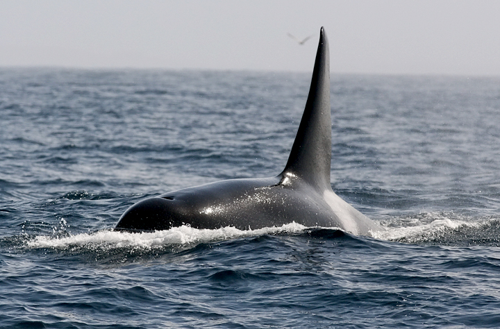 �������� ��� :: ������� (Orcinus orca) :: ���������� 2