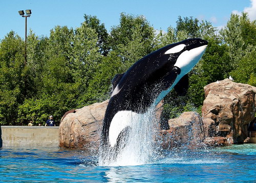 �������� ��� :: ������� (Orcinus orca) ���� 9