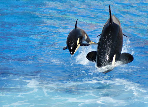 �������� ��� :: ������� (Orcinus orca) ���� 10