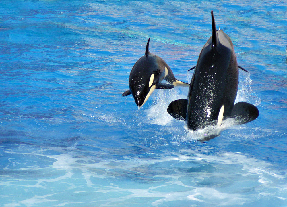 �������� ��� :: ������� (Orcinus orca) :: ���������� 2
