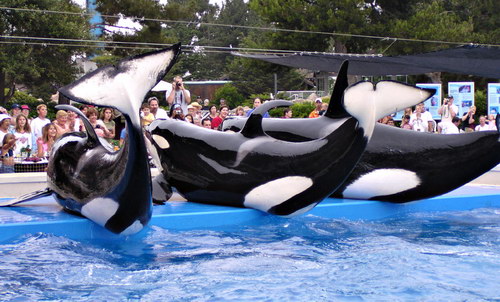 �������� ��� :: ������� (Orcinus orca) ���� 11