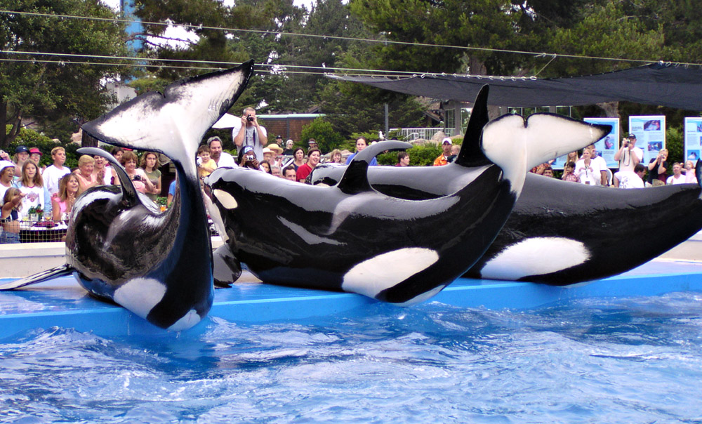 �������� ��� :: ������� (Orcinus orca) :: ���������� 2
