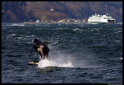 �������� ��� :: ������� (Orcinus orca) ���� 12