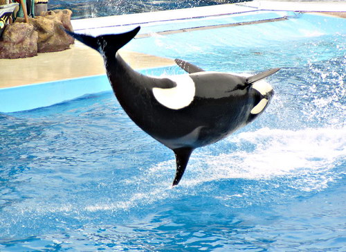 �������� ��� :: ������� (Orcinus orca) ���� 13