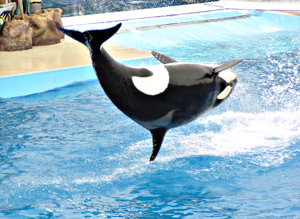�������� ��� :: ������� (Orcinus orca) :: ���������� 2