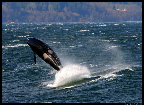 �������� ��� :: ������� (Orcinus orca) ���� 14