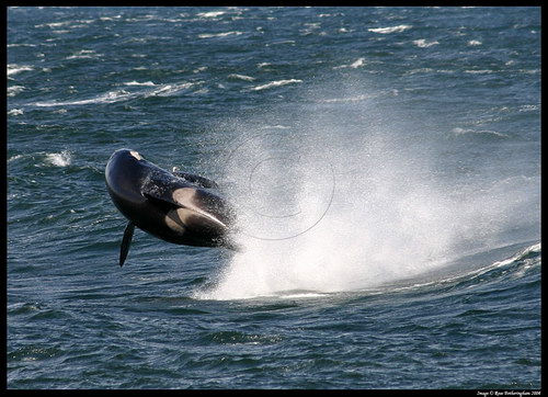 �������� ��� :: ������� (Orcinus orca) ���� 15