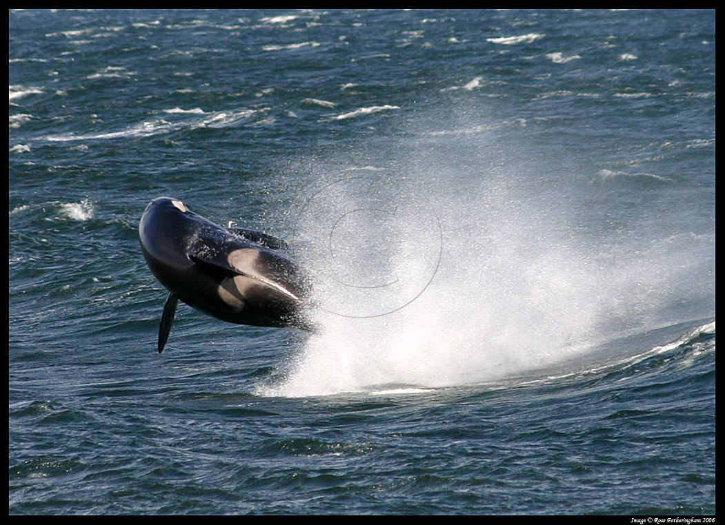 �������� ��� :: ������� (Orcinus orca) :: ���������� 2
