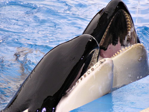�������� ��� :: ������� (Orcinus orca) ���� 16