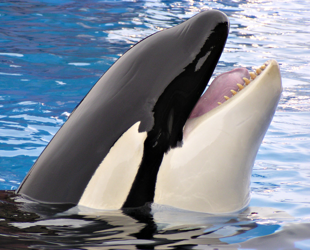 �������� ��� :: ������� (Orcinus orca) :: ���������� 2