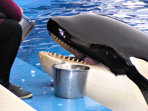 �������� ��� :: ������� (Orcinus orca) ���� 18