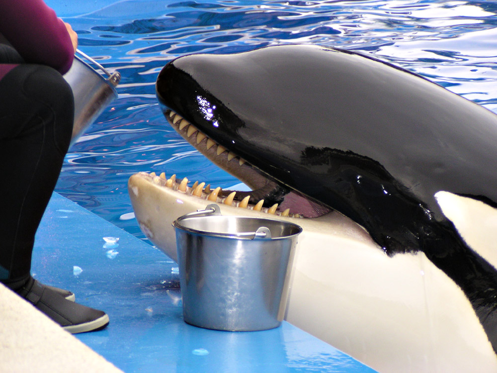 �������� ��� :: ������� (Orcinus orca) :: ���������� 2
