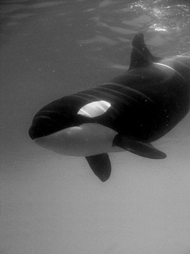 �������� ��� :: ������� (Orcinus orca) ���� 19