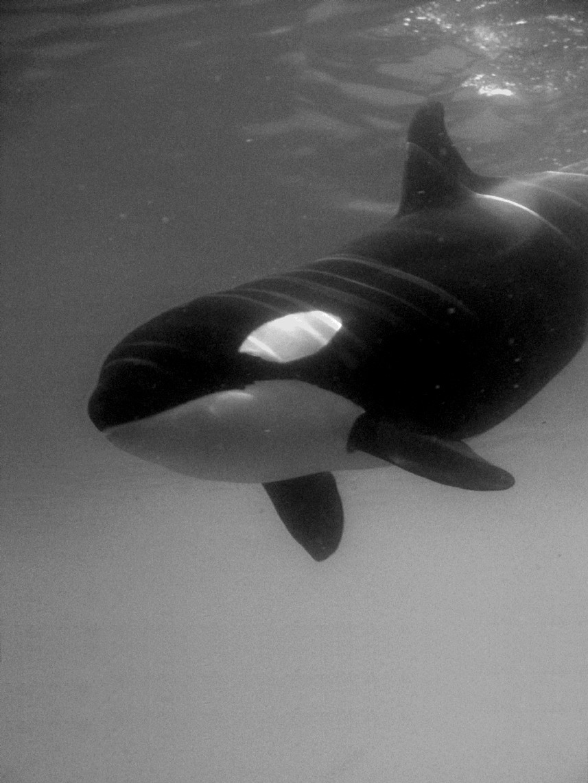 �������� ��� :: ������� (Orcinus orca) :: ���������� 2