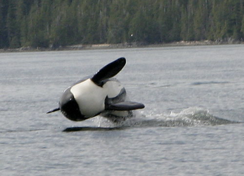 �������� ��� :: ������� (Orcinus orca) ���� 20