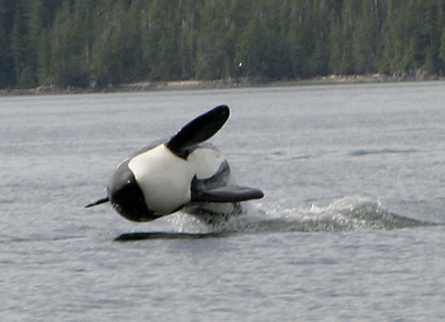 �������� ��� :: ������� (Orcinus orca) :: ���������� 2