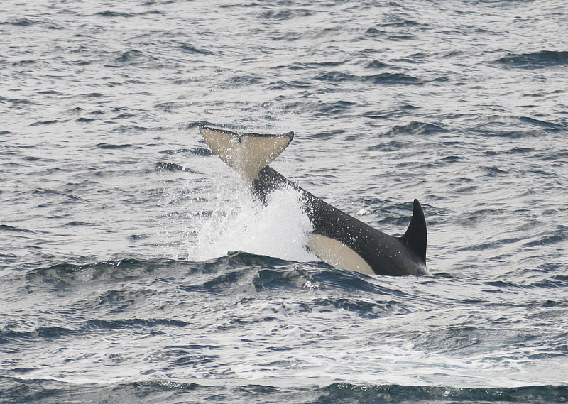�������� ��� :: ������� (Orcinus orca) :: ���������� 2