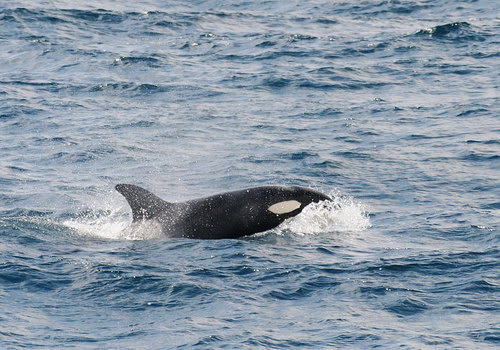 �������� ��� :: ������� (Orcinus orca) ���� 22