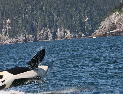 �������� ��� :: ������� (Orcinus orca) ���� 23