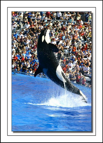 �������� ��� :: ������� (Orcinus orca) ���� 24