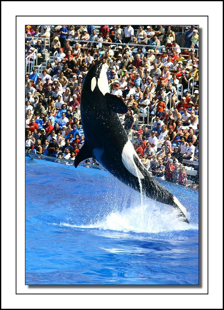 �������� ��� :: ������� (Orcinus orca) :: ���������� 2