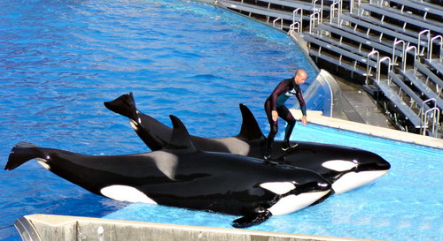 �������� ��� :: ������� (Orcinus orca) ���� 25