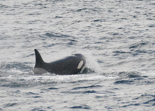 �������� ��� :: ������� (Orcinus orca) ���� 26