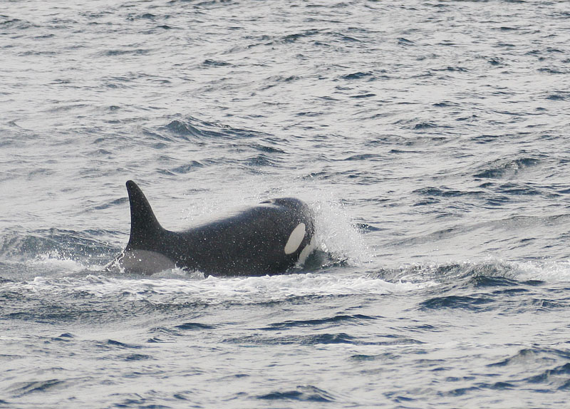 �������� ��� :: ������� (Orcinus orca) :: ���������� 2