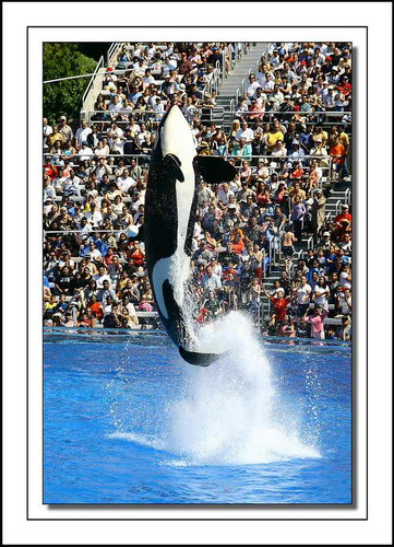 �������� ��� :: ������� (Orcinus orca) ���� 27
