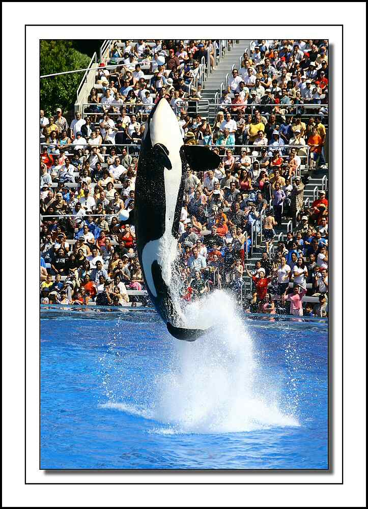 �������� ��� :: ������� (Orcinus orca) :: ���������� 2