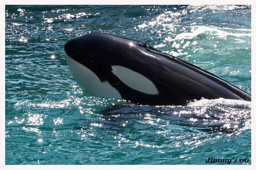 �������� ��� :: ������� (Orcinus orca) ���� 28