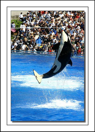 �������� ��� :: ������� (Orcinus orca) ���� 29