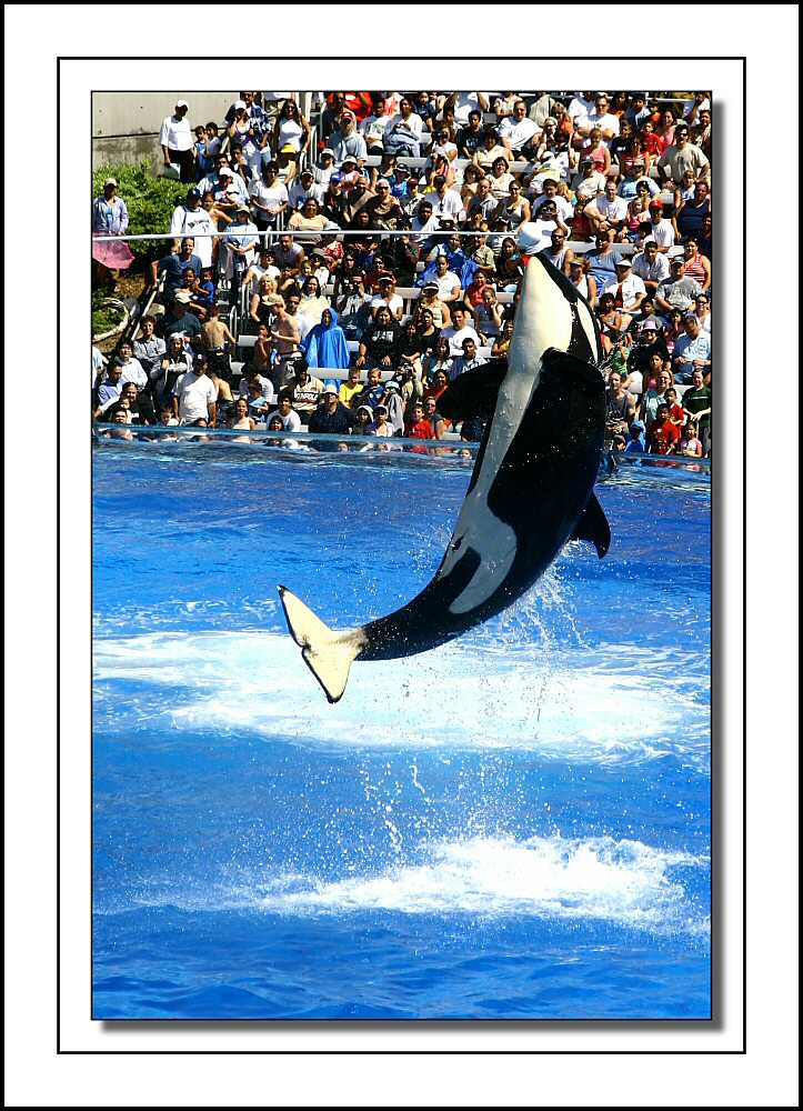 �������� ��� :: ������� (Orcinus orca) :: ���������� 2