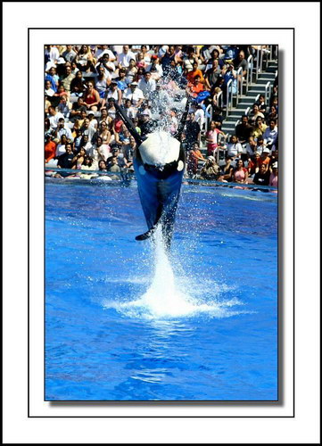 �������� ��� :: ������� (Orcinus orca) ���� 30
