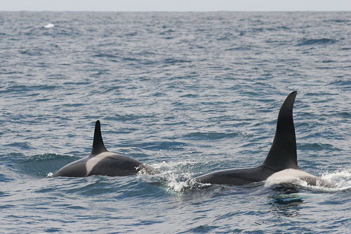 �������� ��� :: ������� (Orcinus orca) ���� 31