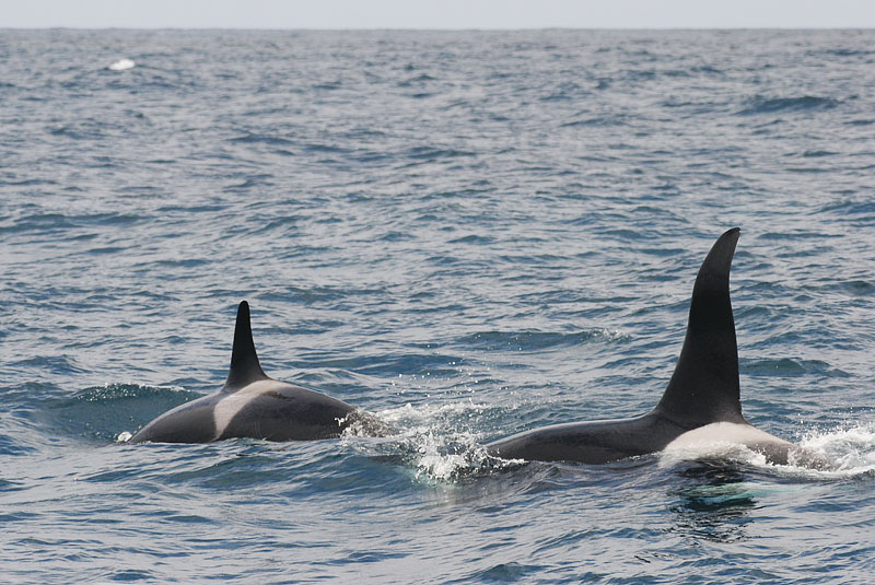 �������� ��� :: ������� (Orcinus orca) :: ���������� 2