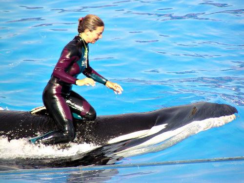 �������� ��� :: ������� (Orcinus orca) ���� 32