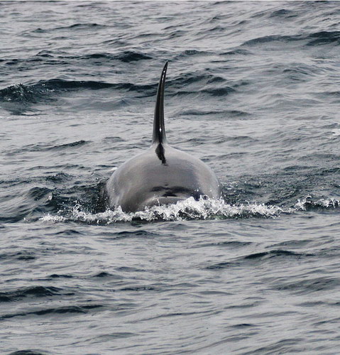 �������� ��� :: ������� (Orcinus orca) ���� 33