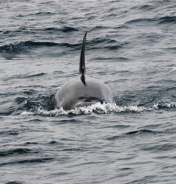 �������� ��� :: ������� (Orcinus orca) :: ���������� 2