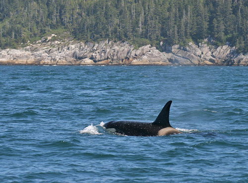 �������� ��� :: ������� (Orcinus orca) ���� 34